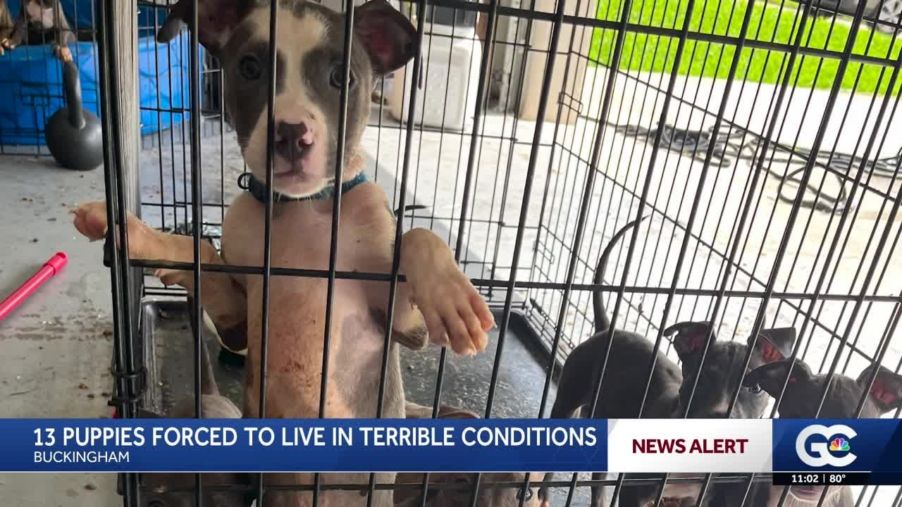 Woman facing animal neglect charges after 13 puppies were found in a ...