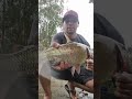 Pescando matrinxã graúda #fishing #pescaria #pescadoresportivo #fish #viralshorts #viral #pesca