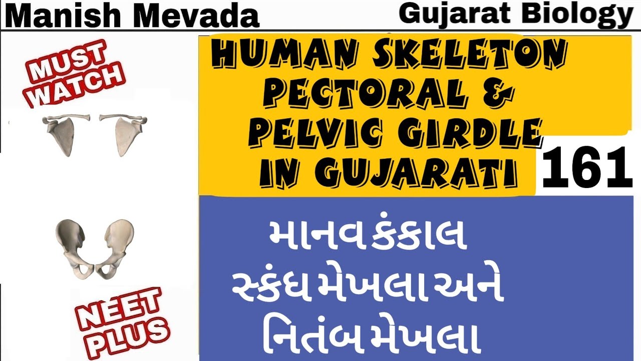 Pectoral Girdle in Gujarati સ્કંધમેખલા ગુજરાતીમાં 