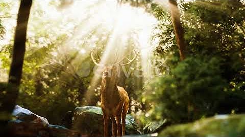 Red Deer Stag in Forest | Motion Graphics - Envato elements