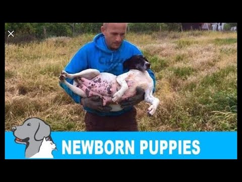 Rescued a homeless pregnant dog + newborn 8 puppies. Please share so we can find them new home!