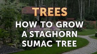 How to Grow a Staghorn Sumac Tree