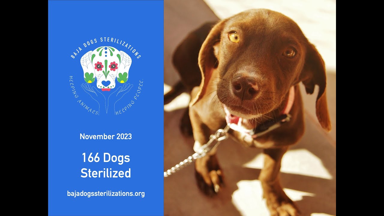 166 Dogs Sterilized in November 2023 Campaigns