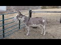 Donkey fun