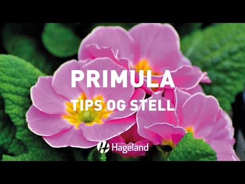 Video: Krokus: planting og stell av primula