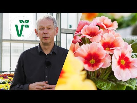 Video: Wann sollte man 2020 Blumen für Setzlinge pflanzen?