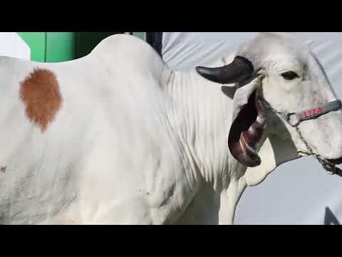 LOTE 03   BRAN 740