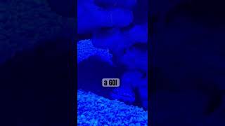 My New Diamondback Goby is Already Digging! P:4