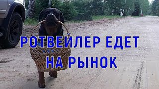 РОТВЕЙЛЕР ЕДЕТ НА РЫНОК.дрессировка и воспитание собаки РОТВЕЙЛЕР ЕДЕТ НА РЫНОК.дрессировка и воспитание собаки