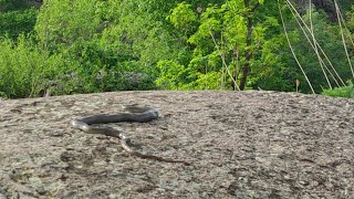 🐍 Удивительная встреча с БОЛЬШИМ желтобрюхом или 🐍 Как узнать, что ЗМЕЯ ЖИВАЯ 🐍