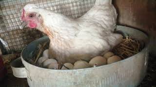 رقود دجاج البراهما على البيض/تفقيس بيض الدجاج
