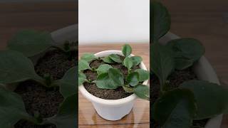 Planting Kalanchoe flowers in pots very nicely grows #plants #flowerplants #kalanchoes