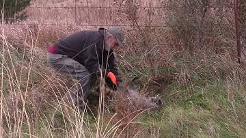 catching coons with conibears II with Mark Steck