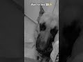 tag your pura sa bachaaa name 🥹🫶#cute #dog #trending #bollywoodmusic #viral #ytshorts #youtube #dog