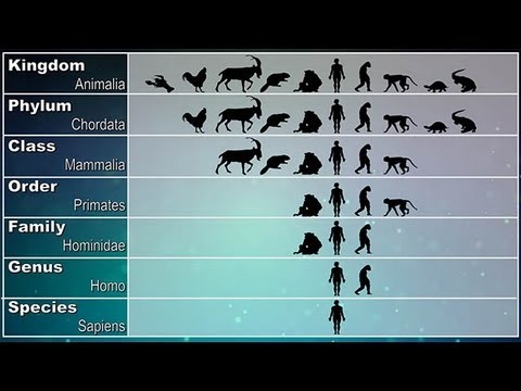 Wideo: Jakie są różne taksony?