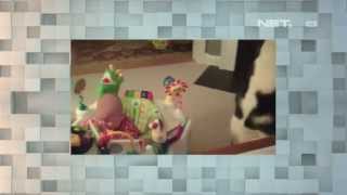 The Comment - The Stars - Maria Selena - Binatang peliharaan