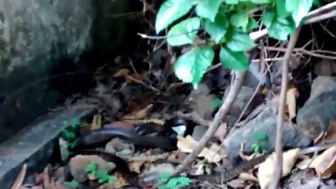 Rat snake eating lizard YouTube