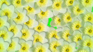 Хромакей цветы переход - Transition Green Screen flowers pack