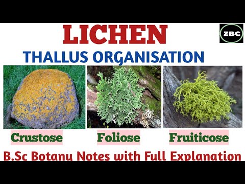 Video: Hvad er en lav thallus?