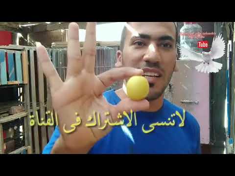 طريقة عمل الاليكترولايس للحمام الزاجل 
