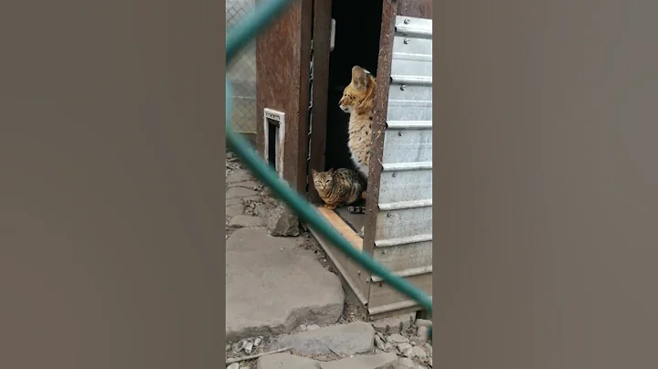Video 11123781: feline savannah cat, gorgeous savannah cat, sweet serval