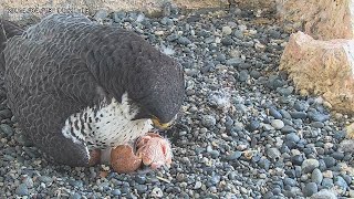 Osaka Peregrine Falcons/20240413/ Second Hatch