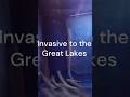 Covid trash & Invasive species in the water. # Greater Cleveland Aquarium