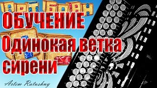 НА БАЯНЕ ОБУЧЕНИЕ Одинокая ветка сирени