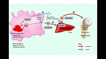 Does the liver break down red blood cells?