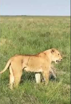 lion lose Opportunity 2021 #shorts