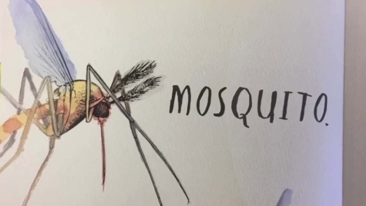 Heads and Tails (Insects) Read Aloud YouTube