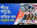 শীতে সমুদ্রে, জমিয়ে খান সামু্দ্রিক মাছ | Health Benefits of Sea Fishes