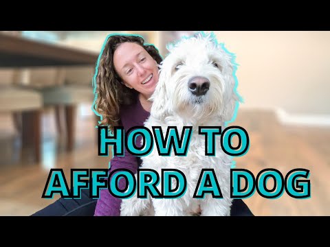 HOW TO AFFORD A DOG ON A BUDGET (all the puppy costs exposed!)