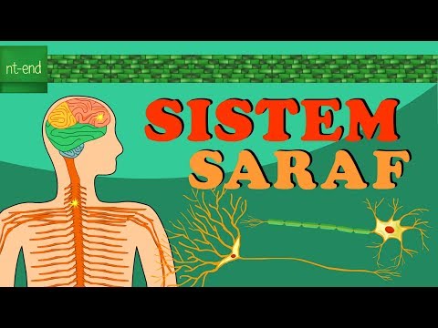 Video: Kepala Dan Diagram Sistem Saraf - Peta Tubuh