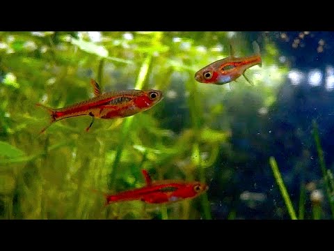 ボララスのけんか Boraras Brigittae S Fight Youtube ボララスのけんか Boraras Brigittae S Fight Youtube