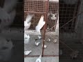🔥🔥#pigeon #lover #shorts #viralreels #viralvideo #trending #ytshorts #happiness