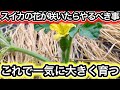 スイカ子づる4本仕立て半放任栽培で甘いスイカがゴロゴロ取れる育て方！孫づる摘芯・人工授粉・追肥について徹底解説
