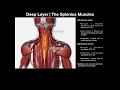 True Back Muscles | The Splenius & Erector Spinae Groups