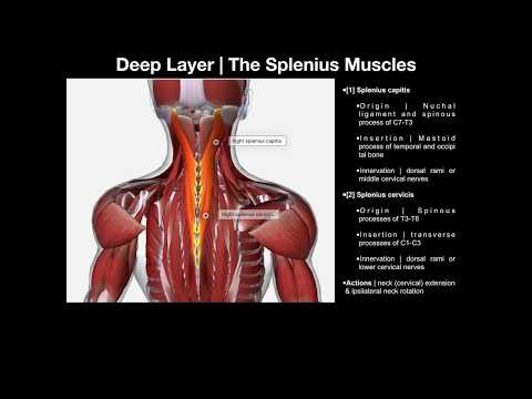 True Back Muscles | The Splenius & Erector Spinae Groups