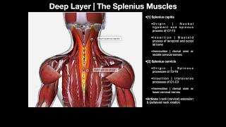 True Back Muscles | The Splenius & Erector Spinae Groups