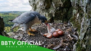Download Lagu Peregrine Falcon: 150 Days From Egg to Survivor | Part 2 MP3