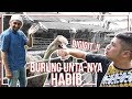 DIGIGIT BURUNG UNTA-NYA HABIB..!!