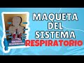 Maqueta funcional del sistema respiratorio♻🤩MVRC♻