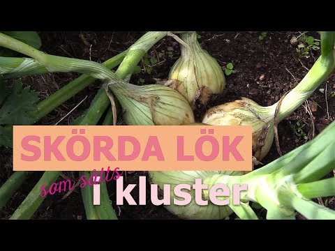 Video: Doftande Lök (19 Foton): Vad är Jusai? Beskrivning Av Vild Vitlök, Odling Av Kinesisk Lök (grenad) Från Frön. 