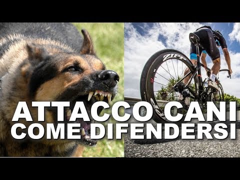 Video: Come Allontanarsi Dai Cani
