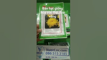 Bán hạt giống hoa cúc Đại đóa vàng