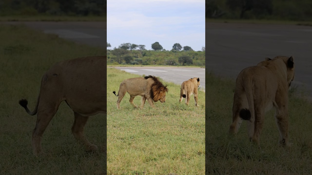 The King Sniffing The QUEEN! #africawildlife #lionnation #lion #wildlife #bigcat