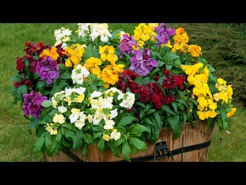 Video: Väggblomsväxter: Tips för att odla väggblommor i trädgården