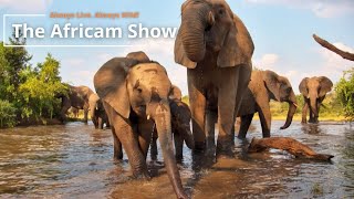 Rhino and Elephants | The Africam Show | April 30