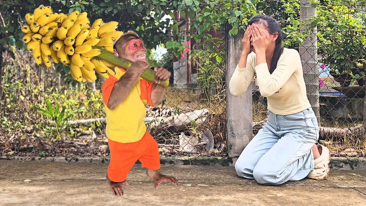 Banana Harvest ll Monkey Su surprises his mother in the most special way